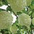 Viburnum Chinese Snowball S