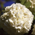 Viburnum Chinese Snowball