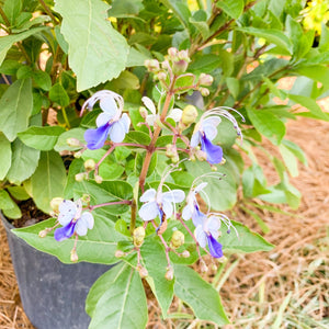 Clerodendrum Blue Butterfly