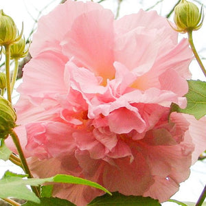 Hibiscus Confederate Rose