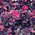 Loropetalum Purple Daydream