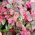 Loropetalum Purple Diamond