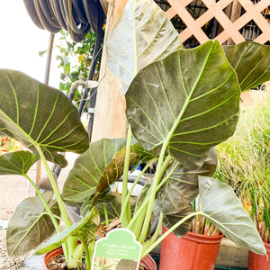 Elephant Ear Regal Shields