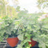 English Ivy