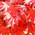 Japanese Maple Fireglow