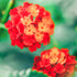 Lantana Lucky Red