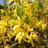 Forsythia Showy Border