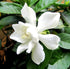 Gardenia Daisy