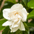 Gardenia Scent Amazing