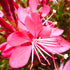 Gaura Whiskers Deep Rose