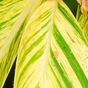 Ginger Lily Variegated