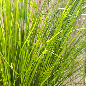 Lomandra Breeze Grass