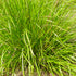 Lomandra Katrinus Deluxe