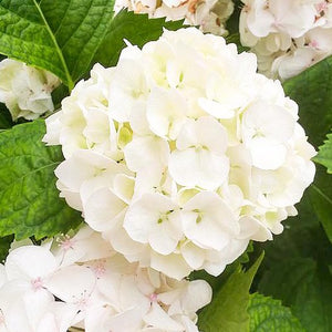 Hydrangea White Wedding