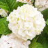 Hydrangea White Wedding