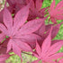Japanese Maple Hefners Red