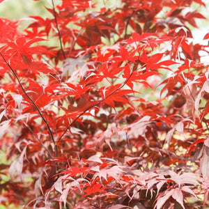 Japanese Maple Red Dragon