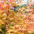 Japanese Maple Sango Kaku
