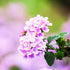 Lantana Lavendar