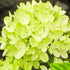 Hydrangea Little Lime