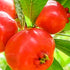 Mayhaw Genuine Giant