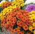 Annuals Misc Mums