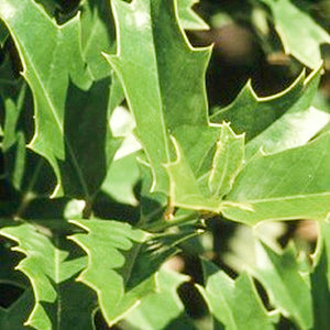 Holly Oak Leaf