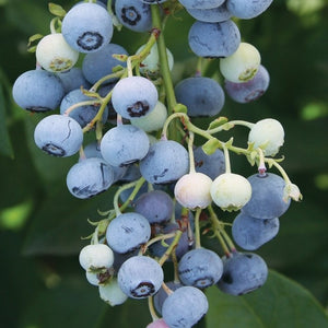 Blueberry Ochlockonee