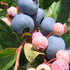 Blueberry Onslow