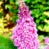 Butterfly Bush Pugster