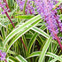 Liriope Super Blue