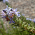 Rosemary Tuscan Blue