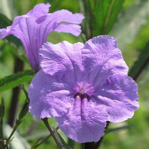 Ruellia Mexican Petunia