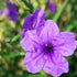 Ruellia Petunia Purp