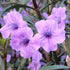 Ruellia Pink Showers