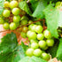 Grape Scuppernong