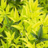 Nandina Lemon Lime