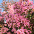 Crape Myrtle Sioux