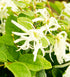 Loropetalum Emerald Snow