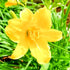 Daylily Stella De Oro