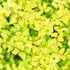 Ligustrum Sunshine
