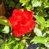 Hibiscus Tropical S